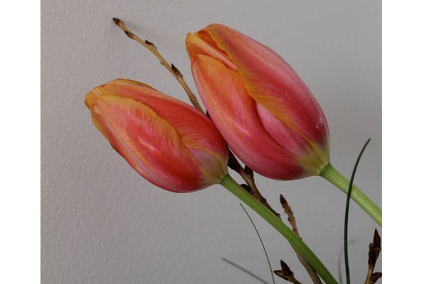 französische Tulpen
