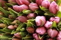 Tulpenpracht