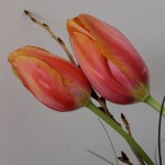 französische Tulpen