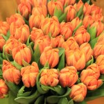 Tulpen - Prinzess Irene gefüllt