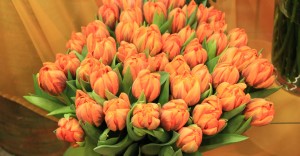 Tulpen - Prinzess Irene gefüllt