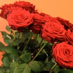 rote langstielige Rosen